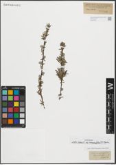 Foto von Salix repens subsp. rosmarinifolia (L.) Andersson